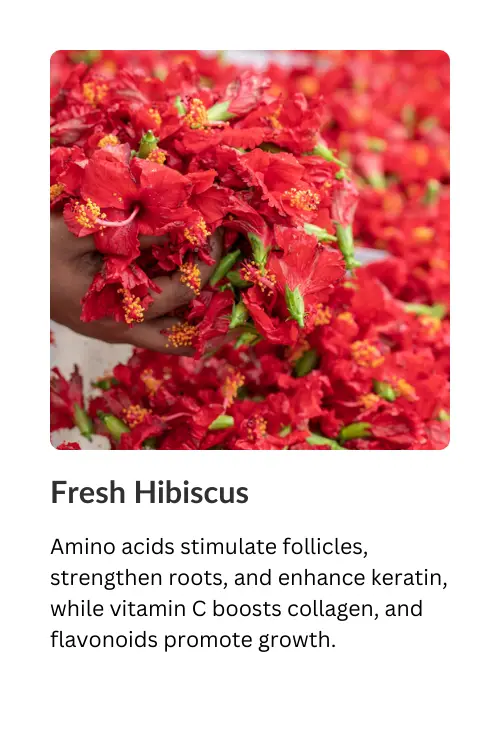 Fresh Hibiscus