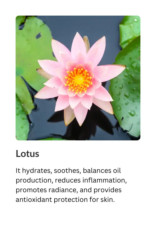 Lotus
